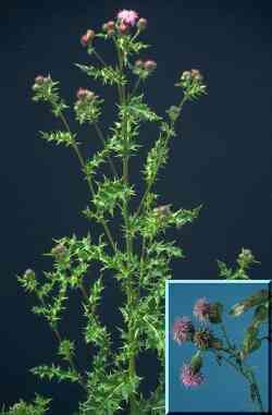 Canada Thistle